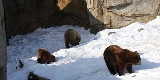 The three birthday bears in their exhibit at the Minnesota Zoo in Apple Valley.