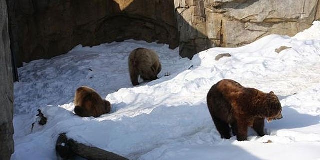 The three birthday bears in their exhibit at the Minnesota Zoo in Apple Valley.