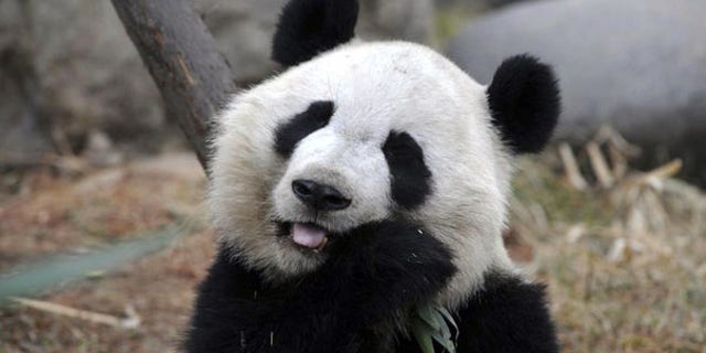 March 15: A giant panda munches on bamboo at panda breeding center in China.