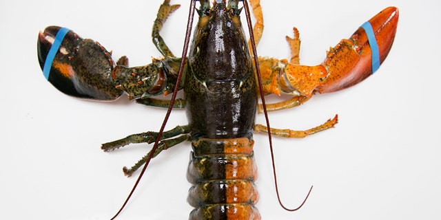 July 6, 2015: Photo shows a rare orange-brown split colored lobster that arrived recently at the Pine Point Fisherman's Co-Op in Scarborough, Me.