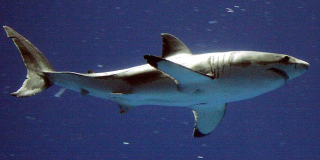 Shark Attacks Study