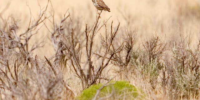 FILE - In this July 23, 2004 file photo, a burrowing owl perches on a bush near Angel Peak outside Bloomfield, N.M.