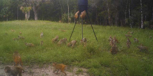 In this July 3, 2017 photo provided by Brian Pritchard, a band of non-native rhesus macaques are seen on Pritchard's property in Ocala, Fla.