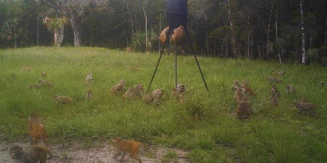 In this July 3, 2017 photo provided by Brian Pritchard, a band of non-native rhesus macaques are seen on Pritchard's property in Ocala, Fla.