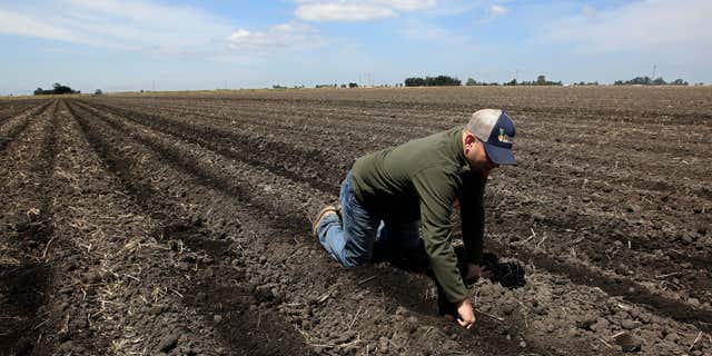 May 18, 2015: Gino Celli, who relies on senior water rights to water his crops, checks the moisture of land just planted with corn seed he farms near Stockton, Calif.