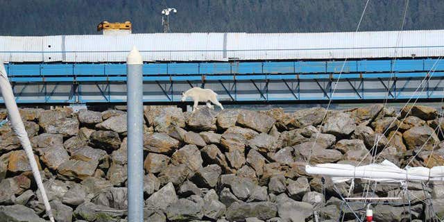In this Saturday, July 16, 2016, photo provided by Patrice Fero, a goat wanders in Seward, Alaska.