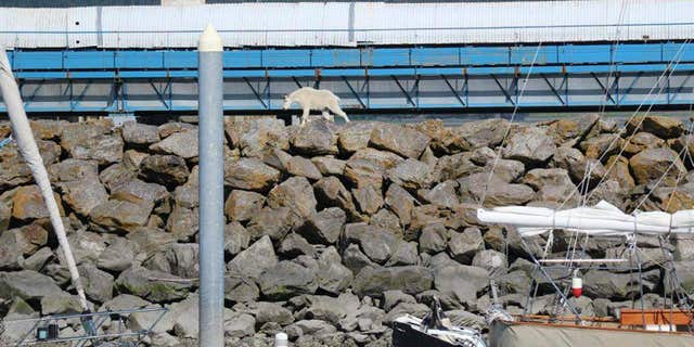 In this Saturday, July 16, 2016, photo provided by Patrice Fero, a goat wanders in Seward, Alaska.