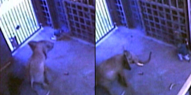July 1: Louie the elephant is seen attacking animal trainer Don RedFox in the animal's stall at the Toledo Zoo. The RedFox was injured during the incident but approved the release of the video to show that the elephant had not been mistreated.