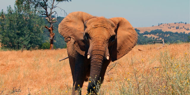 July 22, 2015: This undated photo provided by Performing Animal Welfare Society (PAWS) shows African elephant Iringa at the ARK 2000 captive wildlife sanctuary in San Andreas, Calif.