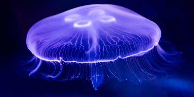 More than 1,000 beachgoers in Florida have been treated for jellyfish stings since Saturday, officials said.