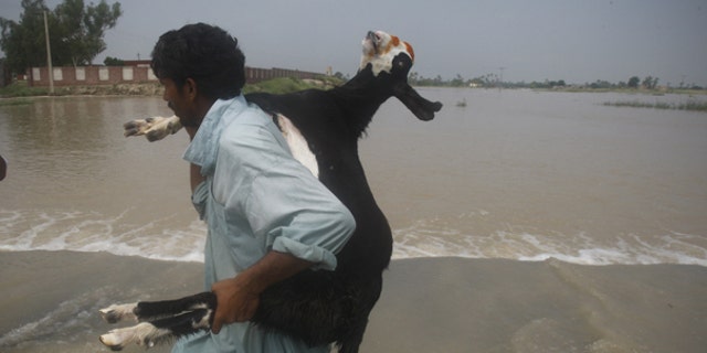 Aug. 6: A Pakistani villager carries a goat fleeing village in Mehmud Kot near Multan in central Pakistan. Stormy weather grounded helicopters carrying emergency supplies to Pakistan's flood-ravaged northwest Friday as the worst monsoon rains in decades brought more destruction to a nation already reeling from Islamist violence.