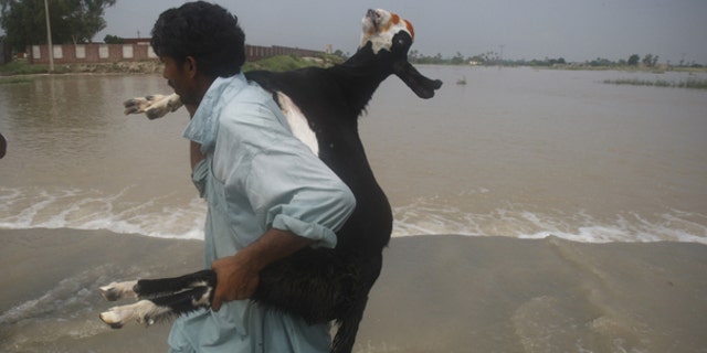 Aug. 6: A Pakistani villager carries a goat fleeing village in Mehmud Kot near Multan in central Pakistan. Stormy weather grounded helicopters carrying emergency supplies to Pakistan's flood-ravaged northwest Friday as the worst monsoon rains in decades brought more destruction to a nation already reeling from Islamist violence.