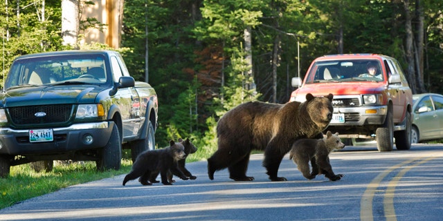 FILE - This June 2011 file photo shows Grizzly bear No. 399 crossing a road in Grand Teton National Park, Wyo., with her three cubs. Grand Teton National Park is tightening its rules against getting too close to wildlife after two incidents in which a bear charged people as they stood on their cars. The new rules say when a ranger tells people to back away from wildlife, they must listen. (AP photo/Tom Mangelsen, File)