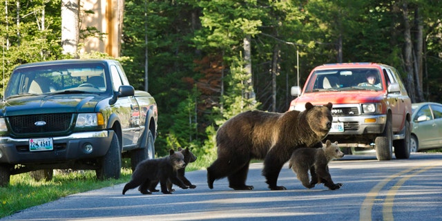 FILE - This June 2011 file photo shows Grizzly bear No. 399 crossing a road in Grand Teton National Park, Wyo., with her three cubs. Grand Teton National Park is tightening its rules against getting too close to wildlife after two incidents in which a bear charged people as they stood on their cars. The new rules say when a ranger tells people to back away from wildlife, they must listen. (AP photo/Tom Mangelsen, File)