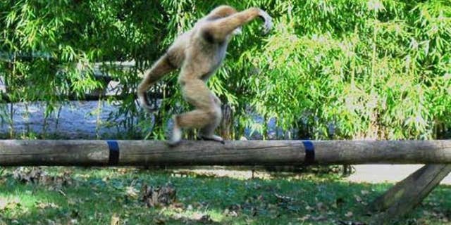 A juvenile white-handed gibbon walks along a pole in the Wild Animal Park Planckendael, Belgium.
