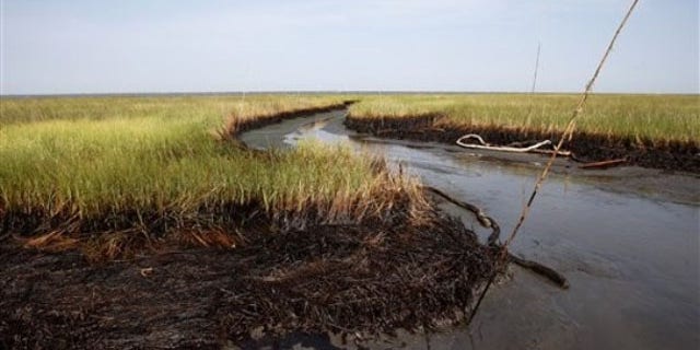 July 31: Oiled marsh grass is seen in Barataria Bay on the coast of Louisiana. As the National Oceanic and Atmospheric Administration reports that most surface oil in the Gulf of Mexico has degraded to a thin sheen and the incoming BP PLC CEO calls for a "scaleback" in cleanup efforts, local officials on the Louisiana coast say they are still finding new patches of heavy oil (AP).