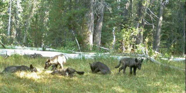 Aug. 9, 2015: image from video released by the California Dept. of Fish and Wildlife shows evidence of five gray wolf pups and two adults in Northern California.