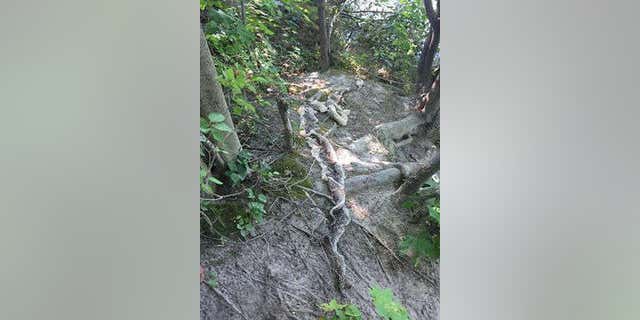 Large piece of snake skin found near Maine river | Fox News