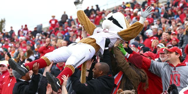Dec 21, 2013; Albuquerque, NM, USA; Washington State Cougars mascot Butch celebrates in the crowd after a touchdown in the first quarter against the Colorado State Rams during the Gildan New Mexico Bowl at University Stadium. Mandatory Credit: Mark J. Rebilas-USA TODAY Sports