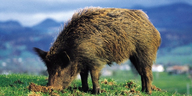 Boar eating Boar eating, Saja Hunt National Reserve (Photo by Rafa Samano/Cover/Getty Images)
