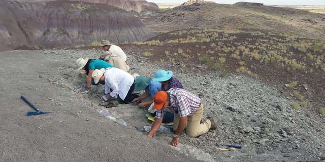 In this photo taken Saturday, Aug. 8, 2015 and released by the National Parks Service, a group of citizens digs for fossils at Petrified Forest National Park near Holbrook, Ariz.