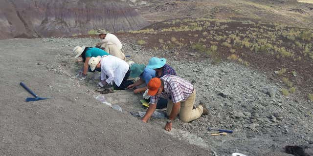 In this photo taken Saturday, Aug. 8, 2015 and released by the National Parks Service, a group of citizens digs for fossils at Petrified Forest National Park near Holbrook, Ariz.