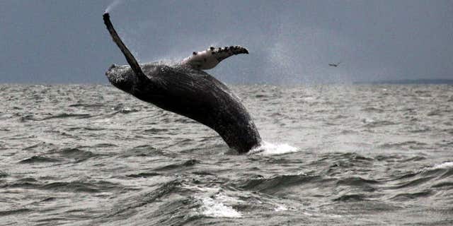 In this Sept. 12, 2015 photo provided by Dan Lent, a humpback whale breaches the water in Long Island Sound off the coast of Stamford, Conn.