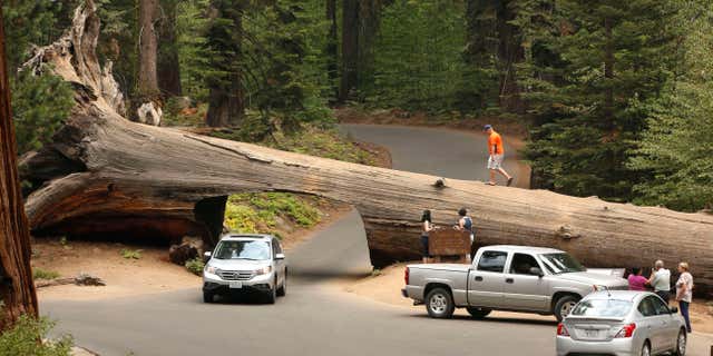 In this photo taken Friday Sept. 11, 2015, visitors explore the Tunnel Log, a passage cut through a Giant Sequoia tree that fell in 1937, at Sequoia National Park, near Visalia, Calif.