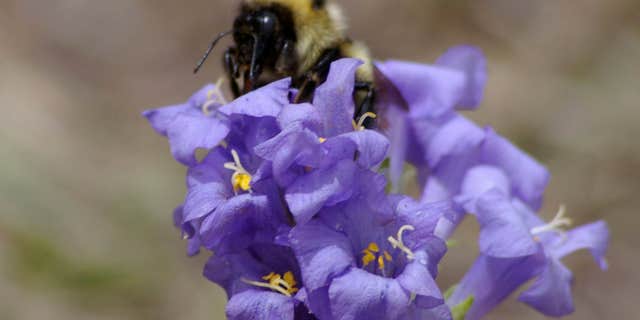 This photo provided by the magazine Science shows a Queen bumble bee collecting nectar from flowers of the alpine wildflower.