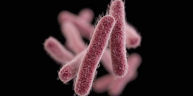 Shigellosis is an infectious disease caused by a group of bacteria called Shigella. Most who are infected with Shigella develop diarrhea, fever, and stomach cramps starting a day or two after they are exposed to the bacteria.