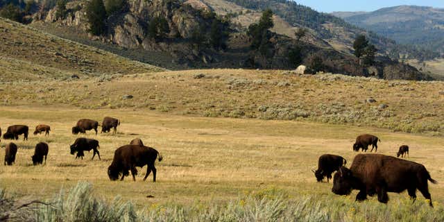 FILE - In this Aug. 3, 2016 file photo, a herd of bison grazes in the Lamar Valley of Yellowstone National Park.
