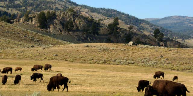 FILE - In this Aug. 3, 2016 file photo, a herd of bison grazes in the Lamar Valley of Yellowstone National Park.