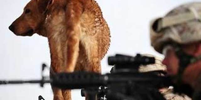File: U.S. military police with bomb sniffer dog Corporal Brooks.