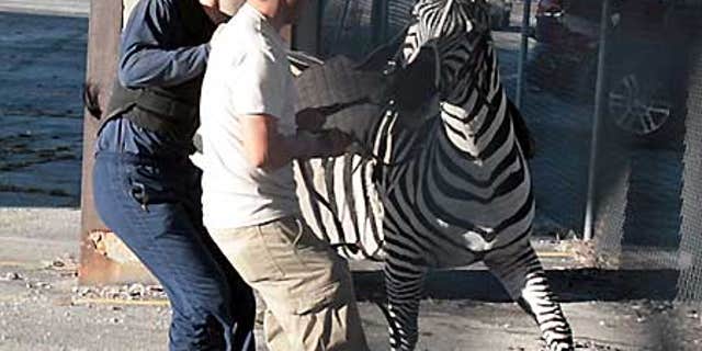 Feb. 18: Workers try to contain a zebra that broke loose from the Ringling Brothers and Barnum &amp; Bailey Circus.