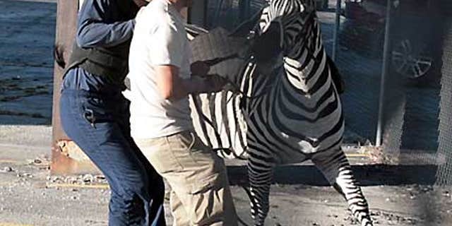 Feb. 18: Workers try to contain a zebra that broke loose from the Ringling Brothers and Barnum & Bailey Circus.