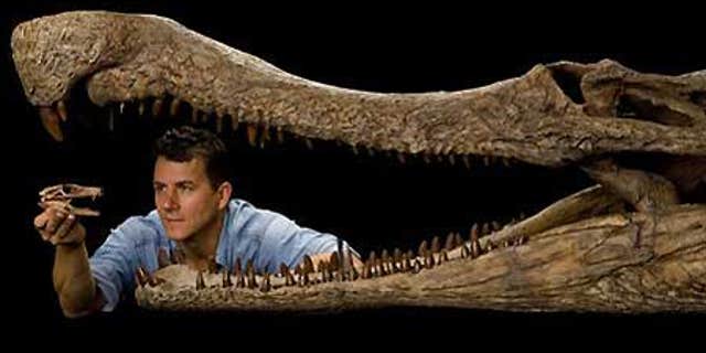 National Geographic Explorer-in-Residence, enveloped by the jaws of SuperCroc, holds the fossil head of DogCroc.