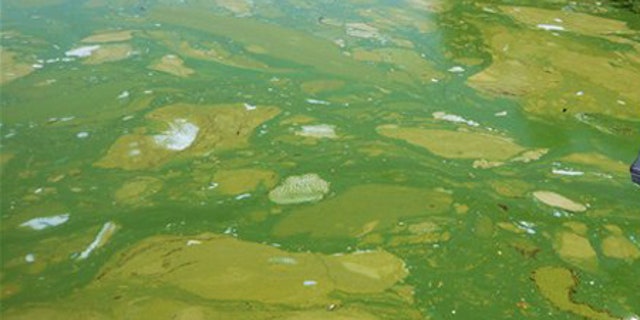 Sept. 3, 2009: Green algae on Lake Pokegama near Chetek, Wis.