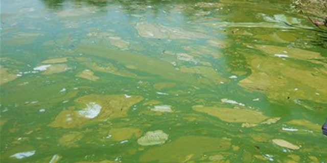 Sept. 3, 2009: Green algae on Lake Pokegama near Chetek, Wis.