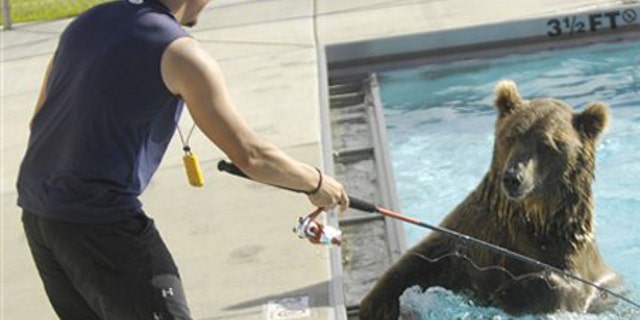 In this photo taken Sept. 10, 2009, Casey Anderson, an East Helena native, teaches his 7-year-old bear, Brutus, how to swim and catch fish during a filming of a television show in the East Helena pool, in Helena, Mont. Anderson�s show will air on the National Geographic Channel. (AP Photo/Independent Record, Lisa Kunkel)