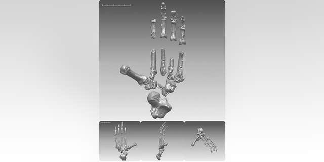 The skeleton of Ardipithecus ramidus, an ancient fossil dubbed "Ardi," may radically change our ideas about mankind's origins.