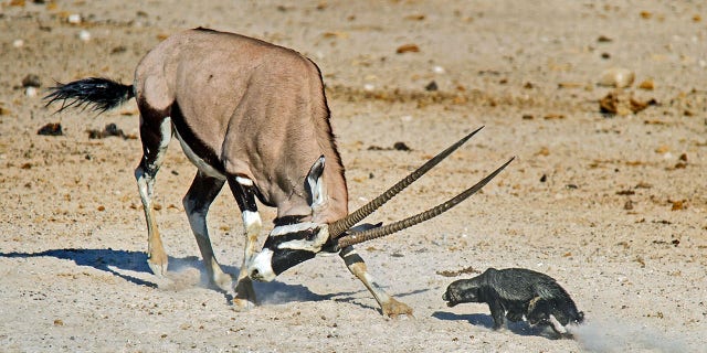 Pic Dirk Theron/Caters News - (Pictured: The oryx and honey badger square off against each other.) - A honey badger has been flung through the air after attempting to attack an oryx. Dirk Theron, 45, from Cape Town, South Africa, was visiting Etosha National Park, when he spotted the fighting pair.The photos show the honey badger attacking an oryx and despite being flung six metres into the air he refuses to give up and keeps on coming back for more.SEE CATERS COPY