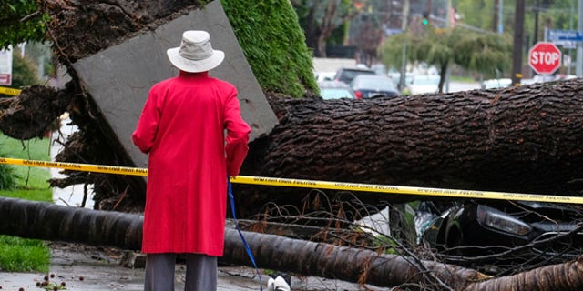 A woman with her dog stops to look at a fallen tree that crushed a car Saturday, Feb. 18, 2017, in Sherman Oaks section of Los Angeles. A huge Pacific storm parked itself over Southern California and unloaded, ravaging roads and opening sinkholes. (AP Photo/Ringo H.W. Chiu)
