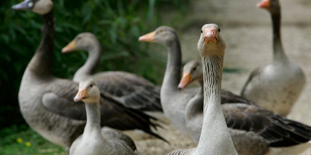 Geese are pictured next to the lake Woehrder in Nuremberg June 24, 2007. The deadly strain of the bird flu virus has resurfaced in Germany in the bodies of at least three dead birds found in the state of Bavaria, Germany's first confirmed cases this year, officials said on Sunday.