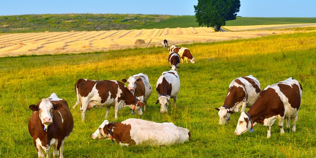 Cows herd on the grassy field at sunset.