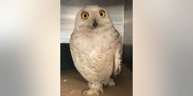 A snowy owl was discovered inside New York City's Rikers Island.