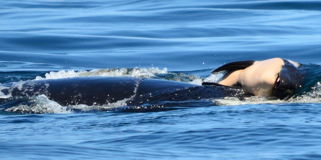 In this file photo taken Tuesday, July 24, 2018, provided by the Center for Whale Research, a baby orca whale is being pushed by her mother after being born off the Canada coast near Victoria, British Columbia