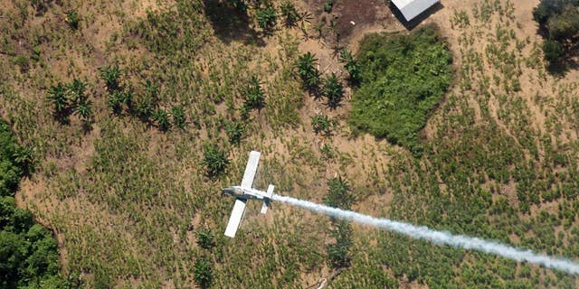 FILE - In this June 4, 2008 file photo, a police plane sprays herbicides over coca fields in El Tarra, in the Catatumbo river area, near Colombia's northeastern border with Venezuela. Colombia’s President Juan Manuel Santos said Saturday, May 9, 2015 that he’s halting use of a herbicide that’s a key part of U.S.-financed efforts to wipe out cocaine crops, saying he’s taking the move following a Health Ministry recommendation based on a World Health Organization decision to classify glyphosate as a carcinogen. (AP Photo/Luis Robayo, File)
