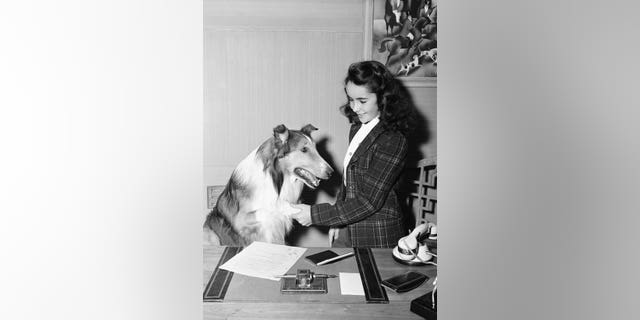 Elizabeth Taylor in her appearance in 1943's "Lassie Come Home."