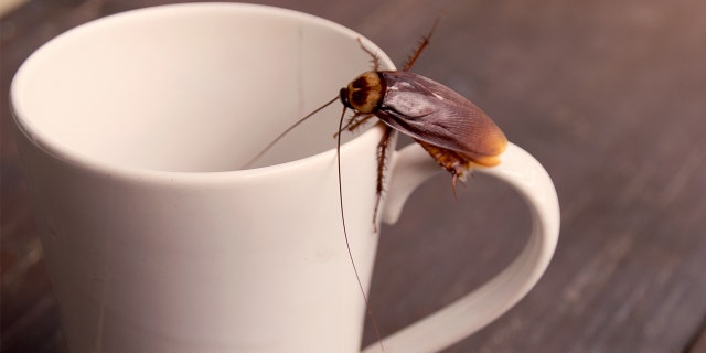 Would you drink cockroach milk?
