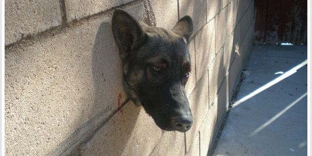 Dec. 27, 2010: Riverside County, Calif., Animal Services were called to a home to free a German Shepherd stuck in a hole in a wall.